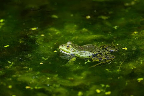 Edible frog (Pelophylax esculentus) in a little lake in the water, Bavaria, Germany, Europe