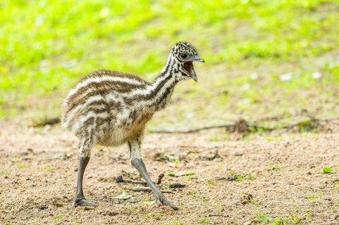 Emu (Dromaius novaehollandiae) youngsters on the ground, Bavaria, Germany, Europe