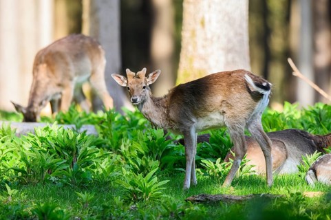 Fallow deer (Dama dama) buck, in a forest, Bavaria, Germany, Europe