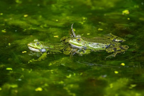 Edible frog (Pelophylax esculentus) in a little lake in the water, Bavaria, Germany, Europe