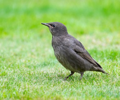 Starling (Sturnus vulgaris), young bird standing on a lawn in the garden, Lower Saxony, Germany,