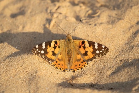 Painted lady butterfly (Vanessa cardui) adult insect resting on a sandy beach in summer, England,