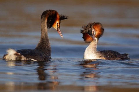 Great crested grebe (Podiceps cristatus) two adult birds performing their courtship love display on