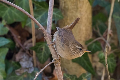 A wren (Troglodytes troglodytes) climbing on a branch, embedded in green foliage, Hesse, Germany,