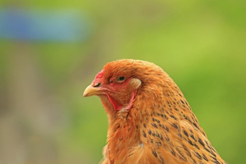 Domestic fowl (Gallus gallus)