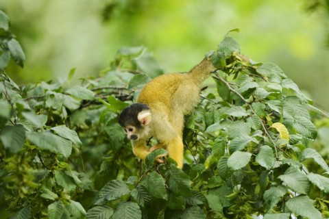 Common squirrel monkey (Saimiri sciureus) in a tree, captive, distribution South America