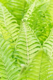 Bright green fern leaves in a botanical garden