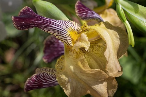 Beautiful multicolored iris flower bloom in the garden. Close up, fragility and summer concept