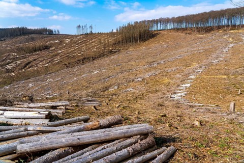 Cleared forest area north of the village of Öventrop, district of Arnsberg, dead spruce stands were