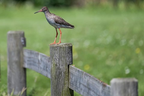 Common redshank (Tringa totanus) sitting on a fence post, Hallig Hooge, Wadden Sea,