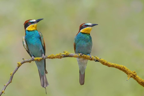 Bee-eater (Merops apiaster) pair sitting on a branch, wildlife, courtship display, Lake Neusiedl