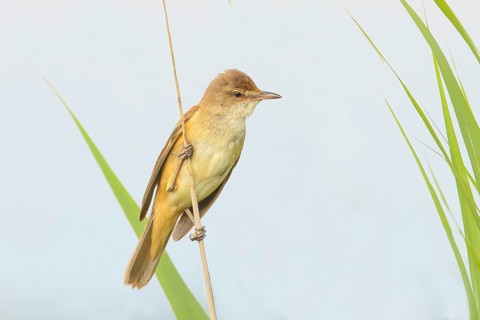 Great Reed Warbler (Acrocephalus arundinaceus), male on thin reed stem, light background, wildlife,
