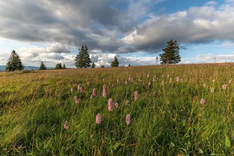 Common Bistorte (Bistorta officinalis) in a high altitude meadow. champ du feu, bas rhin, alsace,
