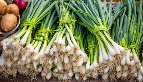 Vegetable, spring onion or spring onion, also known as winter onion, Allium fistulosum, in a bunch