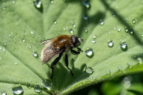 Bumblebee hoverfly (Volucella bombylans), Emsland, Lower Saxony, Germany, Europe