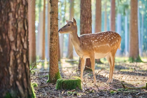 European fallow deer (Dama dama) doe in a forest, Bavaria, Germany, Europe