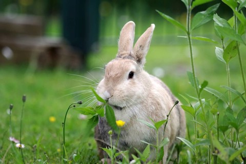Rabbit (Oryctolagus cuniculus domestica), rabbit, leaves, eating, outdoors, portrait of cute rabbit
