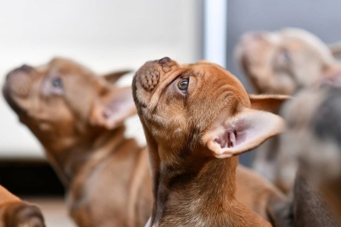 Isabella Sable French Bulldog dog puppy