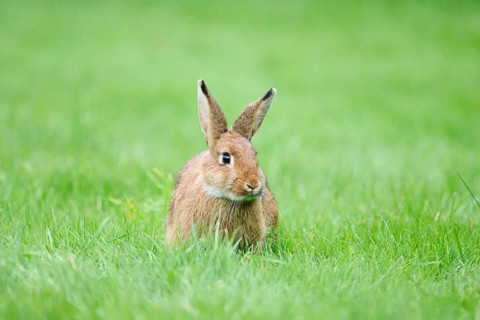 Domesticated rabbit (Oryctolagus cuniculus domesticus) on a meadow, Franconia, Bavaria, Germany,