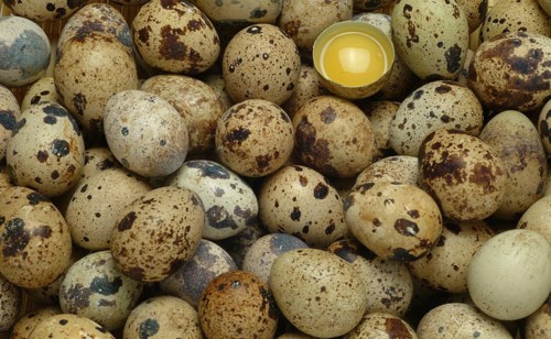 Food, quail eggs, cracked quail egg, Coturnix coturnix