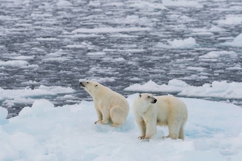 Polar bears (Ursus maritimus) on the pack ice at 82 degrees north on an ice floe, mother with cubs,