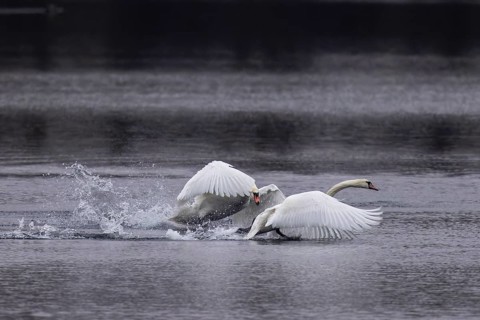 Two swans in a dynamic chase over water, Mute Swan, (cygnus olor), wildlife, Germany, Europe
