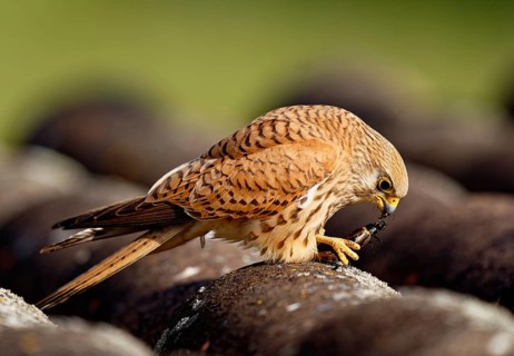 Female lesser kestrel (Falco naumanni) with captured cricket, ERxtremadura Spain
