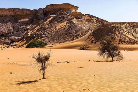 Striking rocks surrounded by windswept sand structures, sparse vegetation, Huqf stone desert,