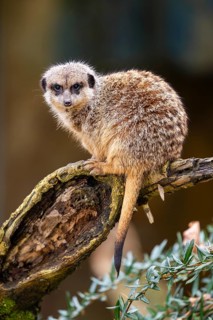 Meerkat (Suricata suricatta) standing sweet and curious in the desert, captive, occurrence Africa
