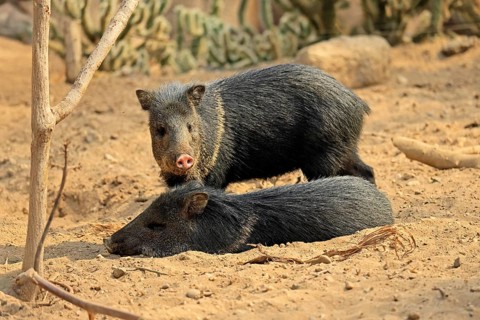 Collared peccary (Peccari angulatus), adult, pair, two, resting, South America