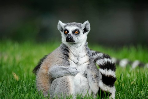 Lemur sitting relaxed in the grass, with an attentive gaze and curled tail, lemur (Lemur catta),