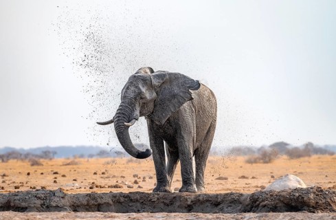 African elephant (Loxodonta africana), bathing at a waterhole, spraying water from its trunk, Nxai