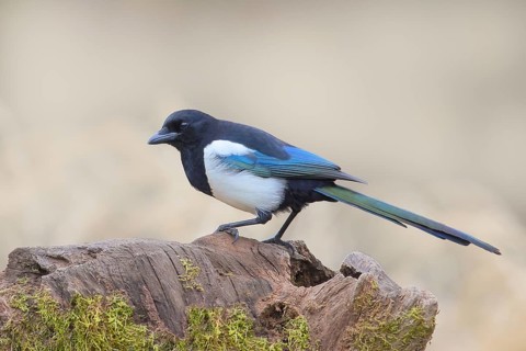 Magpie, (Pica pica) sitting on a tree stump, with contrasting blue, black and white feathers,