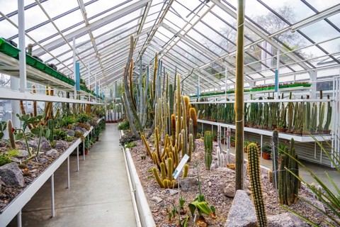 Botanical Garden, greenhouse with cacti and succulents, Zurich Succulent Collection, Switzerland,
