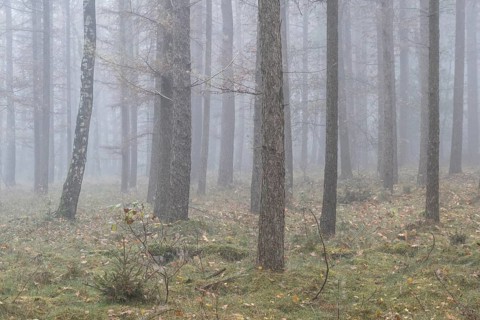Fog in the larch forest (Larix decidua), Emsland, Lower Saxony, Germany, Europe