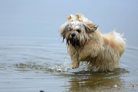 Lhasa Apso, Lhasa terrier, lion dog, Tibet, plays in the water