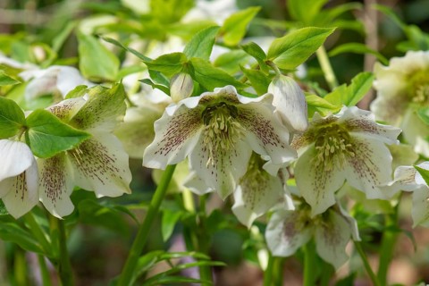 Oriental hellebore (Helleborus orientalis), Bavaria, Germany, Europe