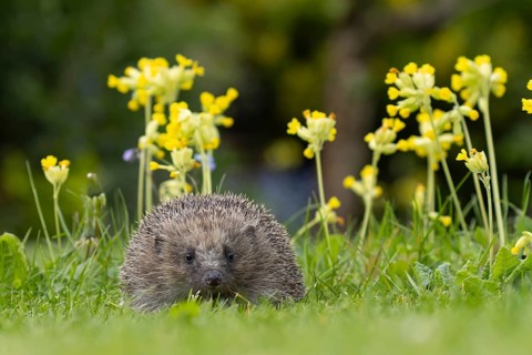European hedgehog (Erinaceus europaeus) adult animal on an urban garden grass lawn in the spring