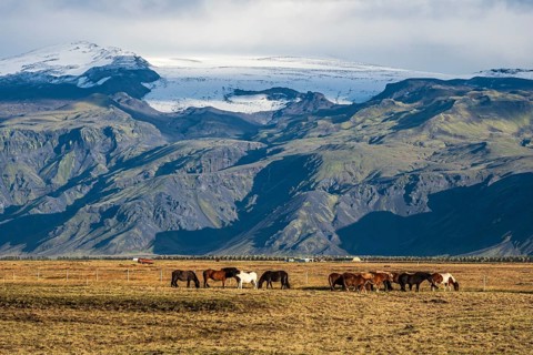 Icelandic horses grazing, Fljotsdalur valley, meadows below Eyjafjallajökull glacier, Iceland,