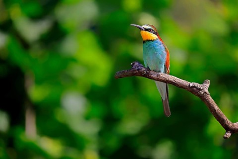 European bee-eater (Merops apiaster), adult, perch, alert, Rhineland-Palatinate, Germany, Europe