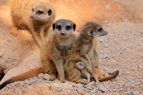 Tiger nut (Suricata suricatta), adult, group, adult, juvenile, newborn, baby, social behaviour