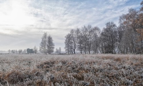 Zwillbrocker Venn in winter with hoarfrost, nature reserve, Zwillbrock, Vreden, Münsterland, North