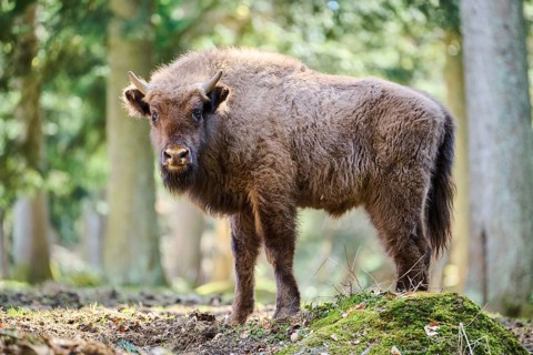 European bison (Bison bonasus) youngster in a forest in spring, Bavarian Forest, Germany, Europe