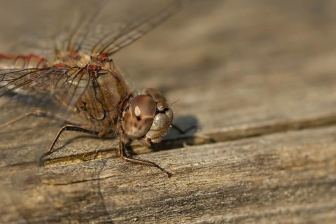 Common darter dragonfly (Sympetrum striolatum) adult insect on a log in the summer, England, United