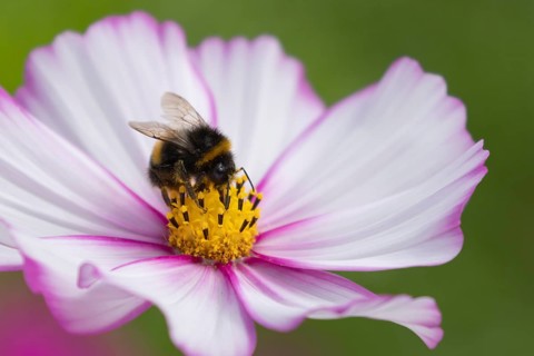 Buff tailed bumblebee (Bombus terrestris) adult bee on a garden Cosmos flower, England, United