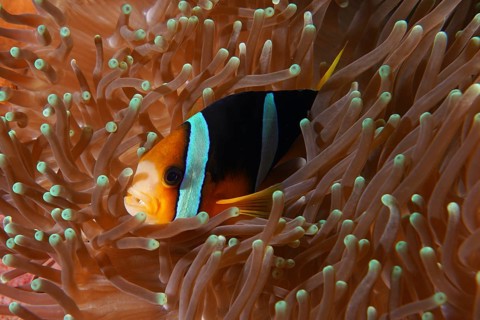 A Clark's anemonefish (Amphiprion clarkii) hiding in an orange-coloured sea anemone, dive site