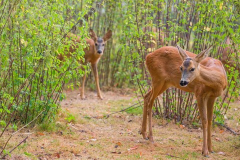 A roe deer fawn (Capreolus capreolus) stands behind its mother in a nettle thicket