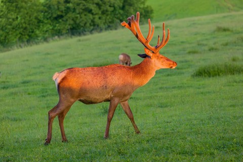 Portrait of an Altai maral stag, Altai wapiti or Altai elk (Cervus canadensis sibiricus) in the