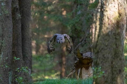 One great grey owl (Strix nebulosa) flying through a forest