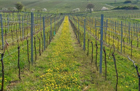 Spring vineyard with flowering dandelions and green hills in the background, Southern Palatinate,